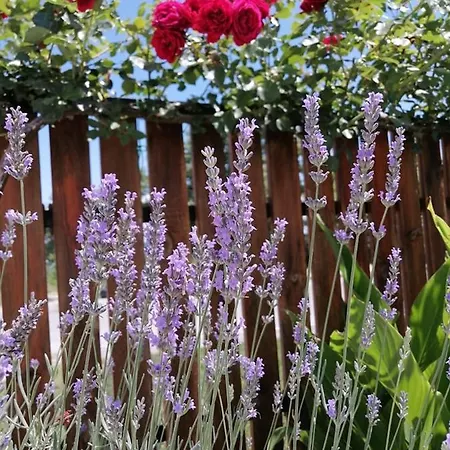 Eleni Nea Agathoupoli