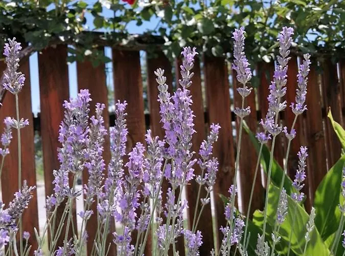 Eleni Nea Agathoupoli